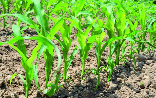 ENTEC®, Nitrophos®, des engrais adaptés à la fertilisation starter
