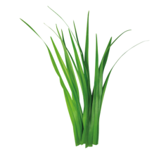 Prairie