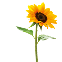 Tournesol